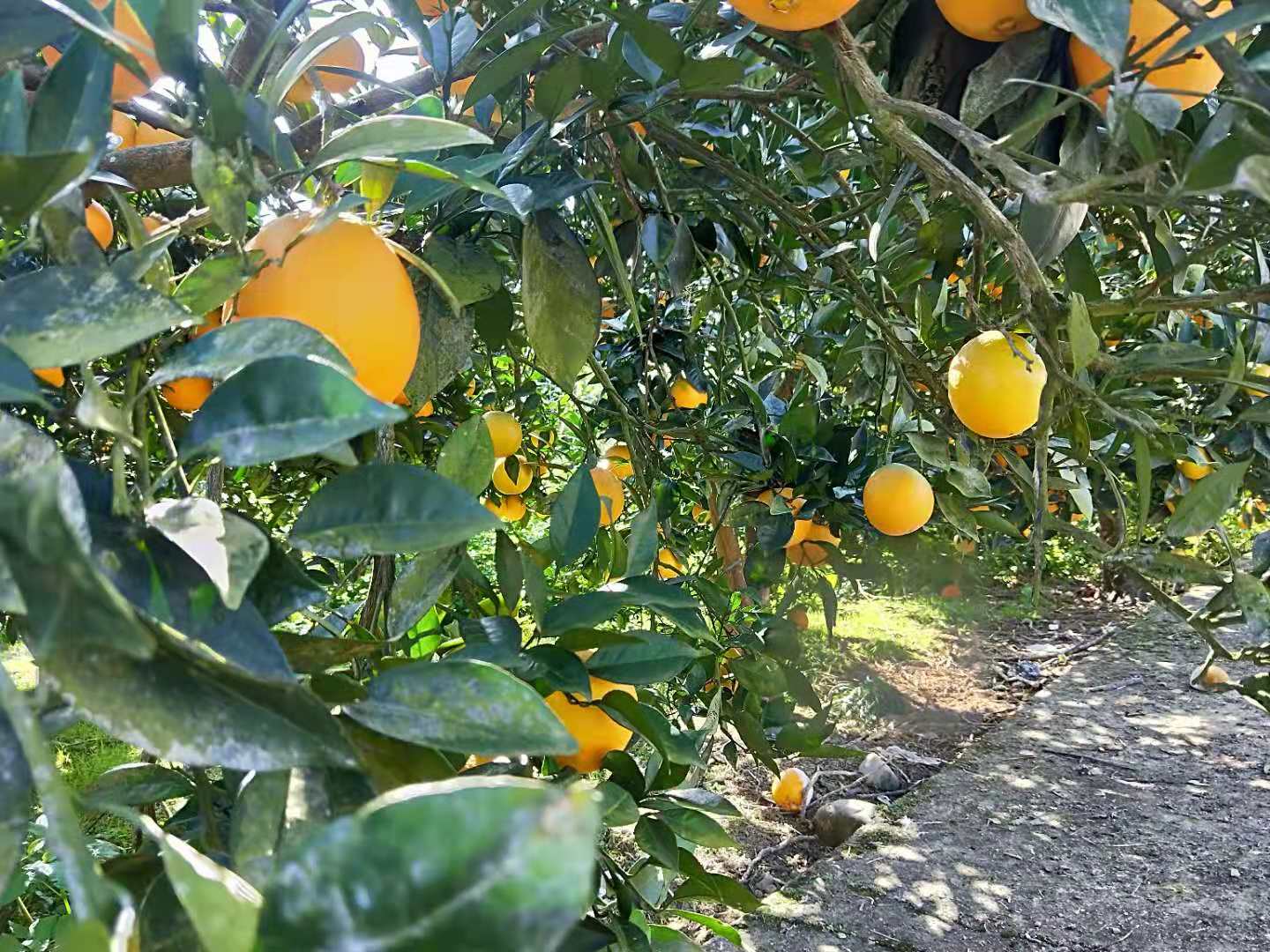 重慶紐荷爾臍橙廠家/紐荷爾臍橙種植基地/紐荷爾臍橙批發(fā)價格/紐荷爾臍橙