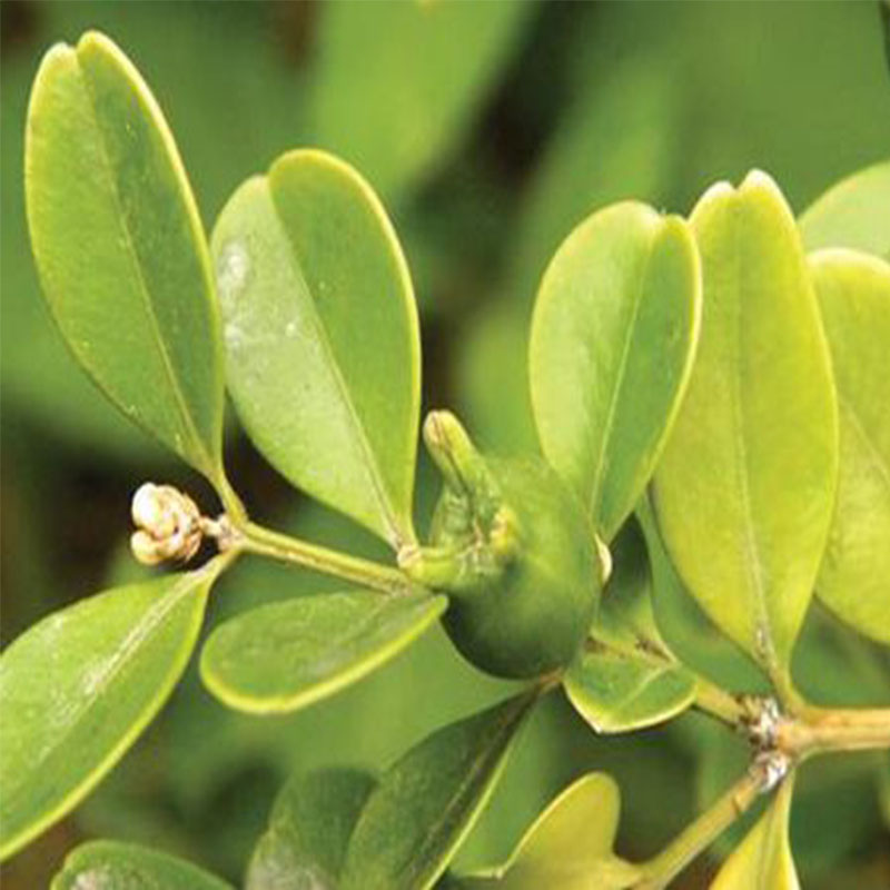 黃楊朝鮮黃楊工程綠化苗木小葉黃楊樹苗瓜子黃楊苗庭院綠籬樹苗