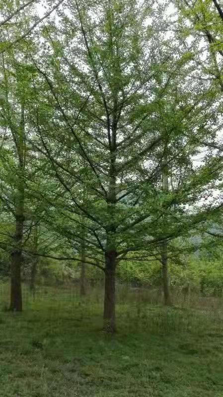 了解銀杏樹(shù)苗種植方法