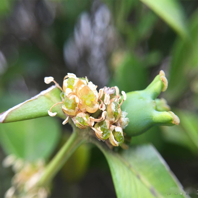 黃楊朝鮮黃楊工程綠化苗木小葉黃楊樹苗瓜子黃楊苗庭院綠籬樹苗