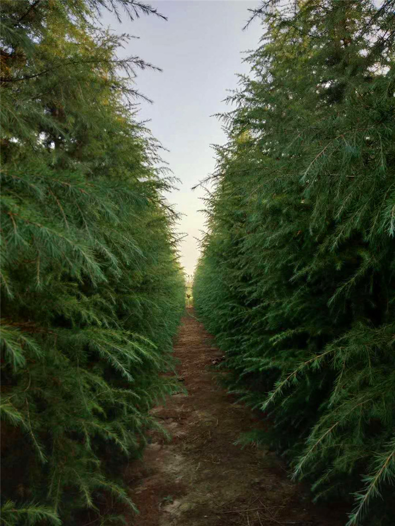 駐馬店蜀檜 駐馬店蜀檜基地/批發(fā) 駐馬店蜀檜批發(fā)價格 駐馬店蜀檜種植基地