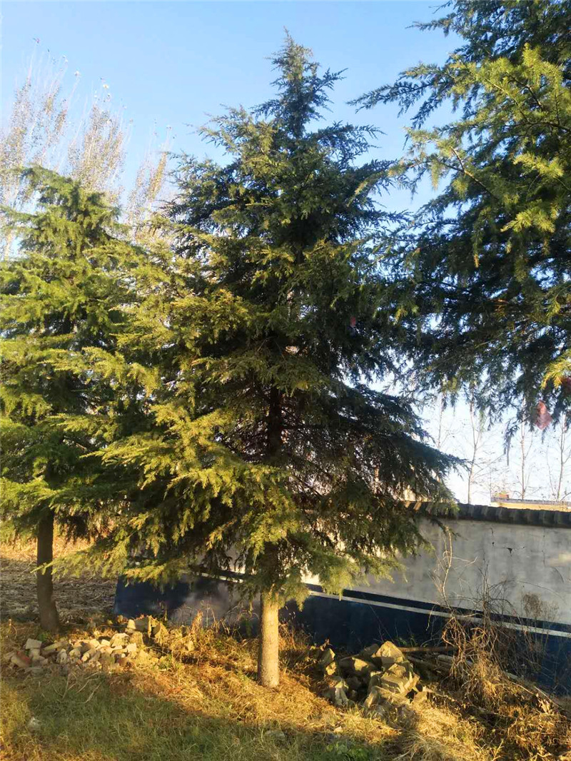 汝南雪松|汝南雪松基地報價表|汝南雪松批發(fā)價格|汝南雪松基地直銷