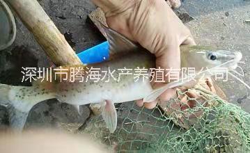 刺鰍|刺鰍怎么養(yǎng)|刺鰍怎么做好吃