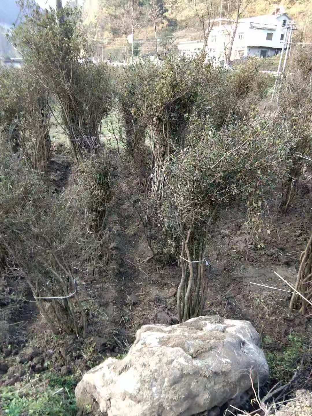 貴州紅豆杉樹成活率高 價格實惠 貴州紅豆杉基地直銷