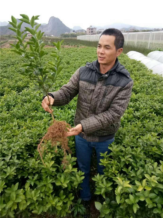 供應(yīng)廣西皇帝柑小苗/廣西皇帝柑小苗基地/廣西皇帝柑小苗價(jià)格/廣西皇帝柑小苗批發(fā)