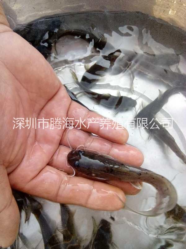 刀鰍|刀鰍養(yǎng)殖方法|刀鰍多少錢一斤