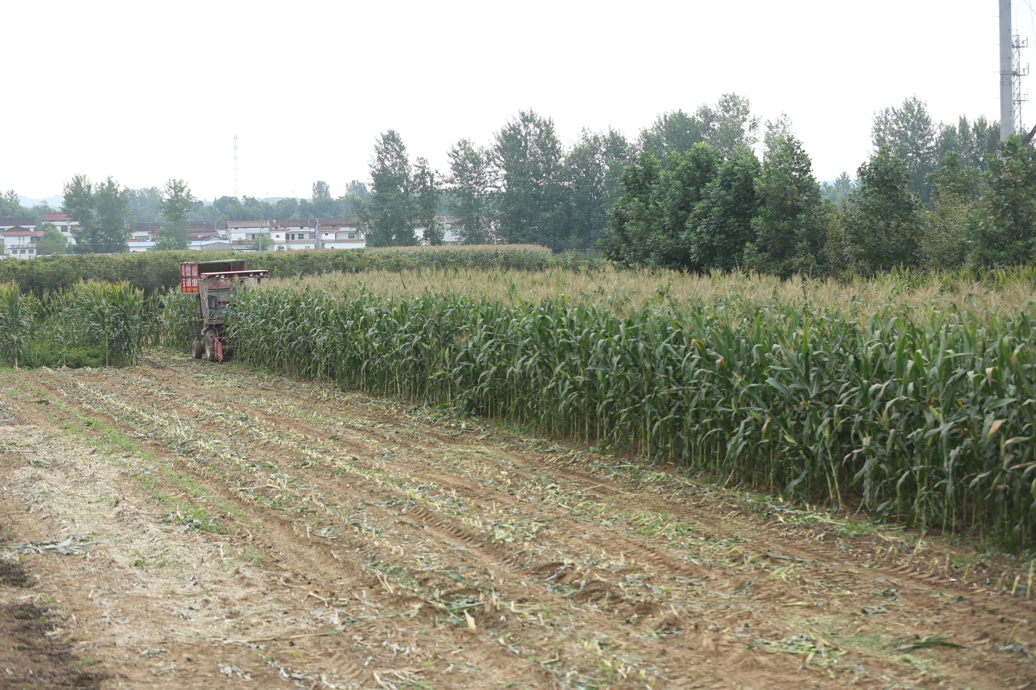 四川廣元玉米秸稈青儲(chǔ)飼料玉米秸稈青儲(chǔ)飼料廠家玉米秸稈粗飼料廠家