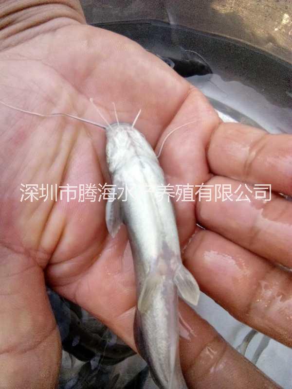 刺鰍|刺鰍怎么養(yǎng)|刺鰍怎么做好吃