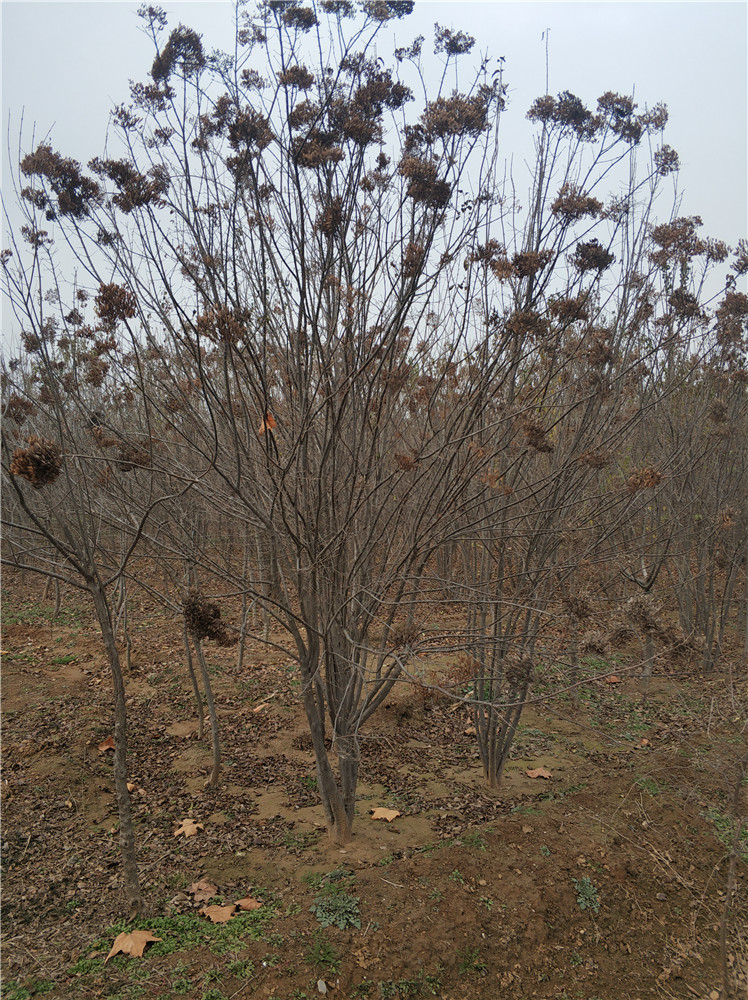 山東叢生丁香基地  叢生丁香報(bào)價(jià)