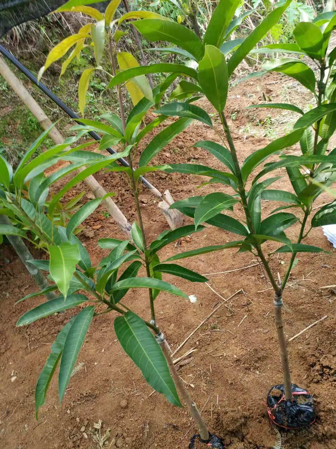 湖南優(yōu)質(zhì)征地苗 占地苗 廣西征地苗種植基地 直銷價(jià)格