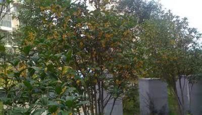 了解桂花樹苗種植方法