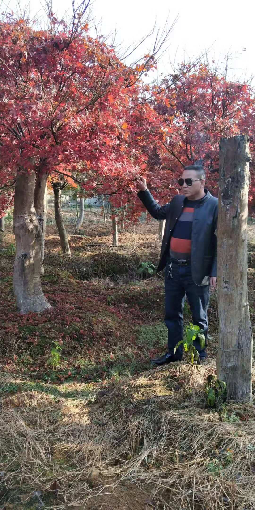 廣西紅楓種植基地1、廣西紅楓供應(yīng)商/廣西紅楓基地/廣西紅楓價格/廣西紅楓批發(fā) 廣西紅楓種植基地