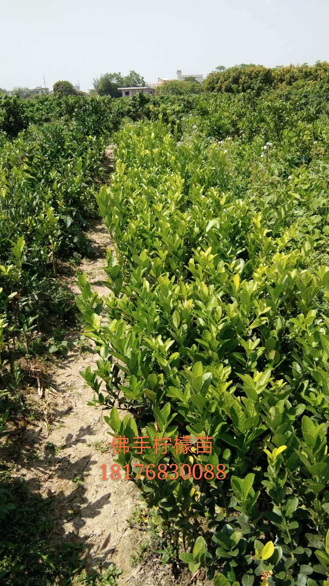 優(yōu)質(zhì)佛手檸檬苗 湖南佛手檸檬苗 廣西檸檬苗種植基地 直銷價格