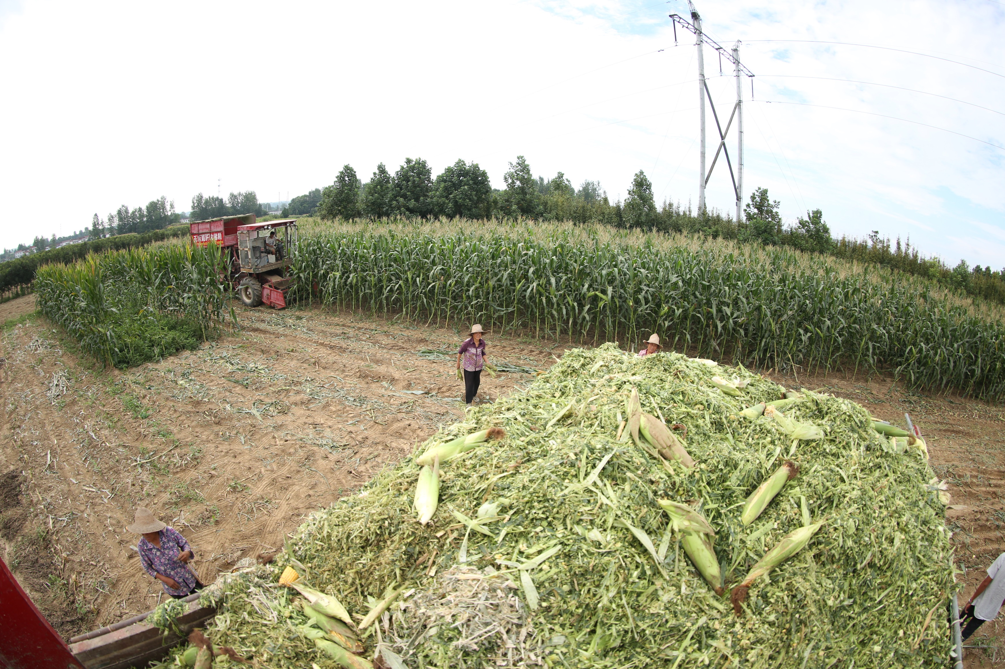 四川廣元玉米秸稈青儲(chǔ)飼料玉米秸稈青儲(chǔ)飼料廠家玉米秸稈粗飼料廠家