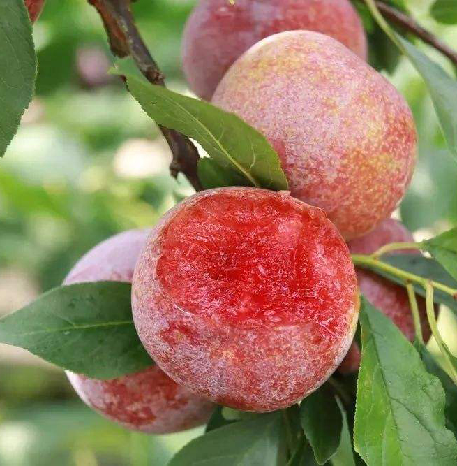 李子 芙蓉李 晚熟李品種 李樹品種 李子價格 李子批發(fā)價 李子苗批發(fā) 李子品種