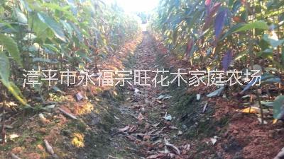 櫻花苗木基地 櫻花育種 福建大型櫻花批發(fā) 福建櫻花苗 櫻花苗基地 櫻花價格