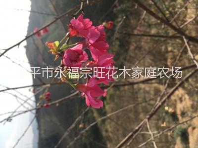 櫻花茶園 福建大型櫻花批發(fā) 福建櫻花苗 櫻花苗基地 櫻花價(jià)格