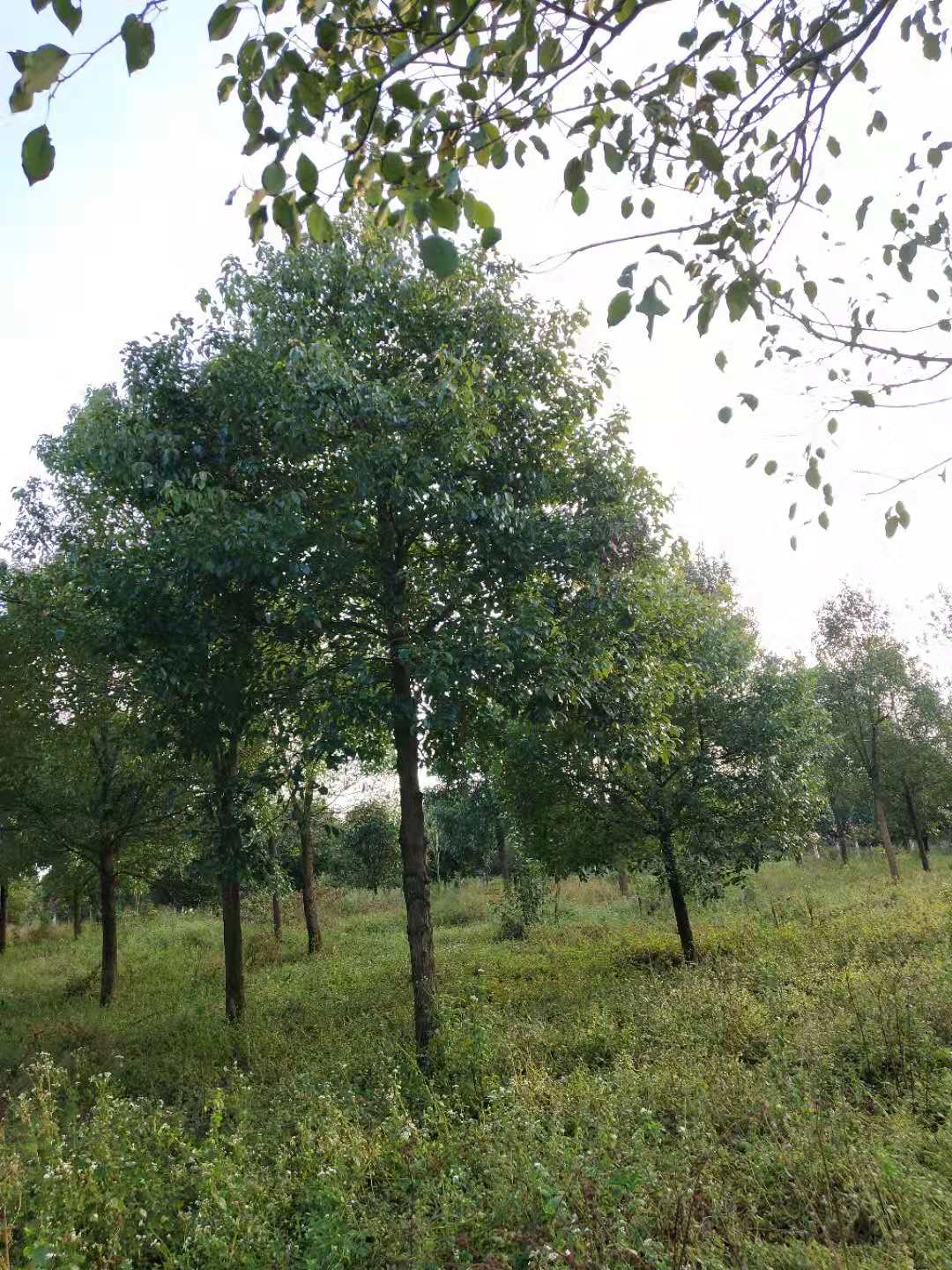 了解香樟樹樹苗種植方法