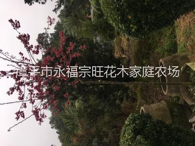 櫻花育種 福建大型櫻花批發(fā) 福建櫻花苗 櫻花苗基地 櫻花價格 福建櫻花報價