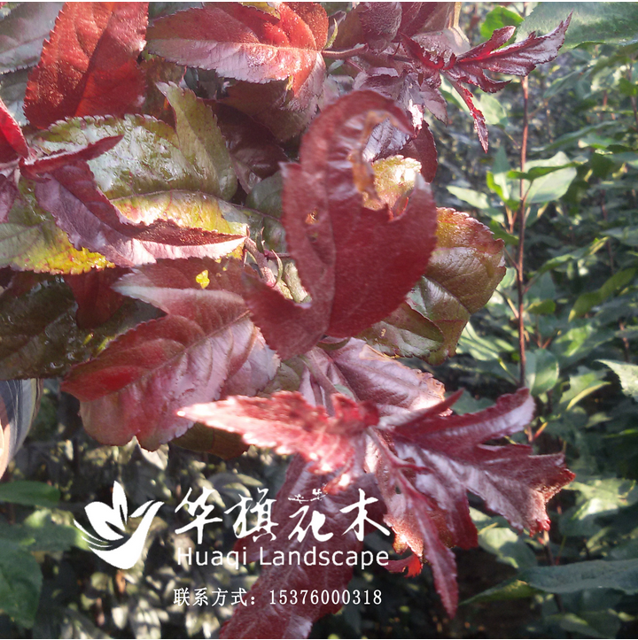 山東*雨點(diǎn)基地 臨沂*雨點(diǎn)種植 北美海棠盆景 *雨點(diǎn)盆景