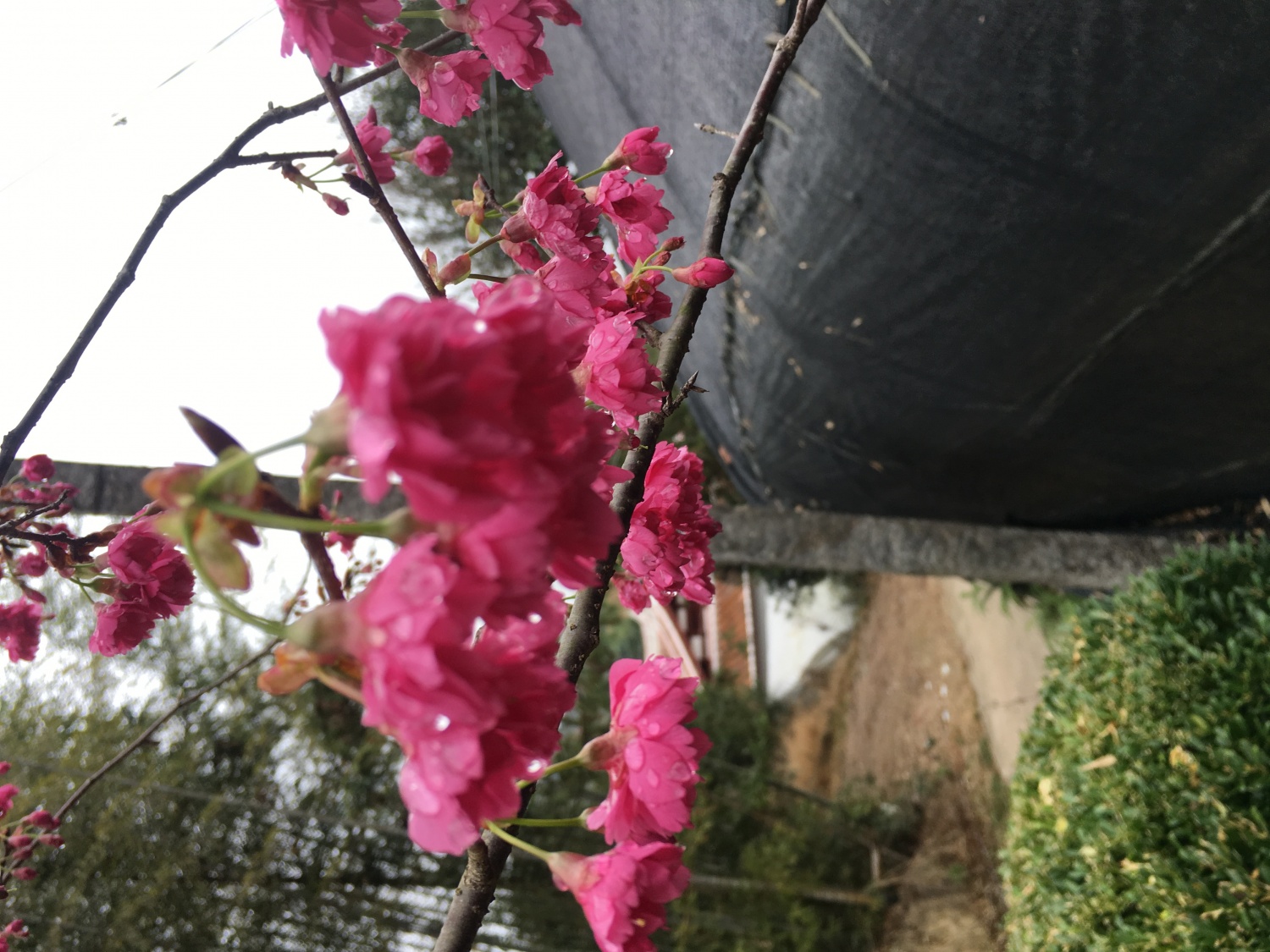 福建大型櫻花種苗批發(fā) 觀賞供應(yīng) 紅粉佳人櫻花