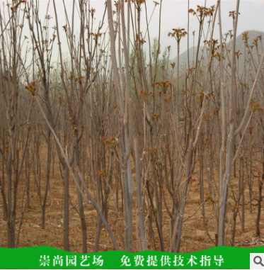 原種香椿苗 山東香椿苗批發(fā)價(jià)格
