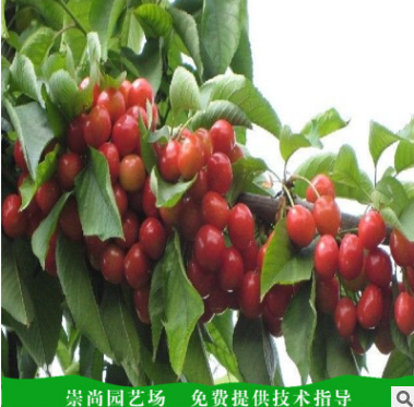 泰安櫻桃苗批發(fā)價(jià)格