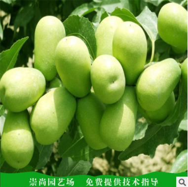 泰安冬棗樹(shù)苗種植基地批發(fā)