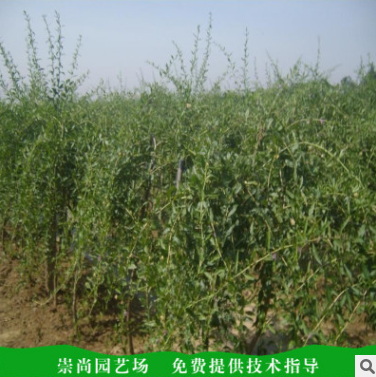 供應(yīng)枸橘苗 山東枸橘苗批發(fā) 山東枸橘苗報(bào)價(jià) 山東枸橘苗哪家好 山東枸橘苗直銷