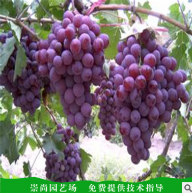葡萄苗報價  山東葡萄苗批發(fā) 山東葡萄苗直銷 山東葡萄苗供應(yīng) 山東葡萄苗哪家好