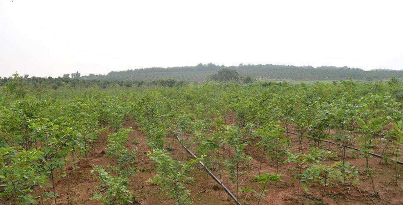 批發(fā)樸 樹樹苗 基地* 綠化苗木工程綠化苗基地 規(guī)格全 量大優(yōu)惠