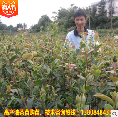 油茶苗報價  湖南油茶苗批發(fā) 湖南油茶苗供應 湖南油茶苗哪家好 湖南油茶苗直銷