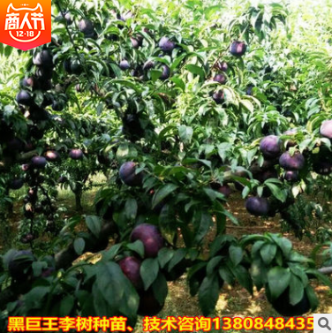 李子苗供應 湖南李子苗報價 湖南李子苗批發(fā) 湖南李子苗哪家好 湖南李子苗直銷