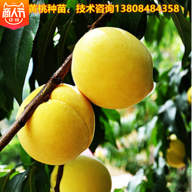 直銷桃樹苗 湖南桃樹苗批發(fā) 湖南桃樹苗供應(yīng) 湖南桃樹苗哪家好 湖南桃樹苗直銷 湖南桃樹苗哪家便宜