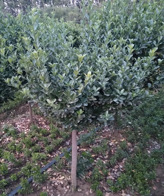 大量 供應(yīng)小葉黃楊 瓜子黃楊 黃楊苗 常綠 工程綠化苗木
