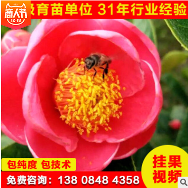 紅花油茶苗供應(yīng) 湖南紅花油茶苗批發(fā) 湖南紅花油茶苗直銷 湖南紅花油茶苗哪家好 湖南紅花油茶苗點(diǎn)電話