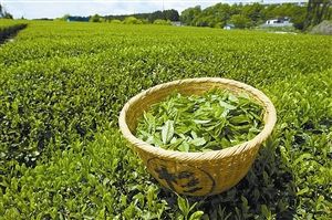 韶關(guān)紅茶2019春茶樂(lè)昌特產(chǎn)新茶綠茶廠家批發(fā)