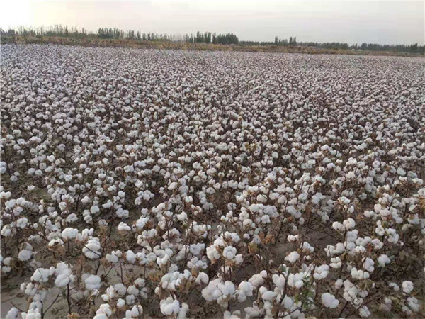 高產(chǎn)棉花種子種植|新疆高產(chǎn)棉花種子|守信種業(yè)|機(jī)采棉