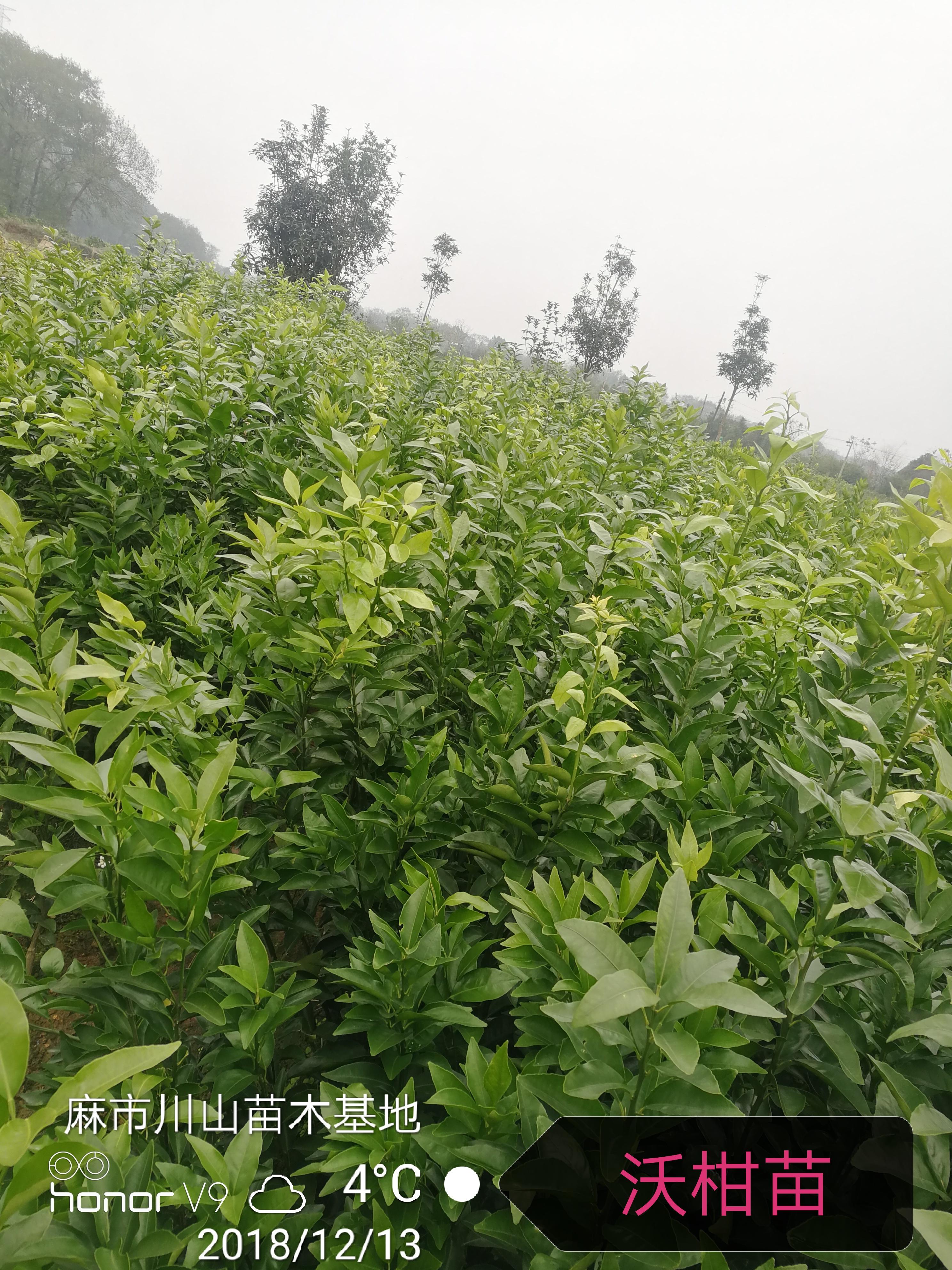沃柑苗、沃柑苗多少錢一株、沃柑苗什么價格、廣西桂林沃柑苗
