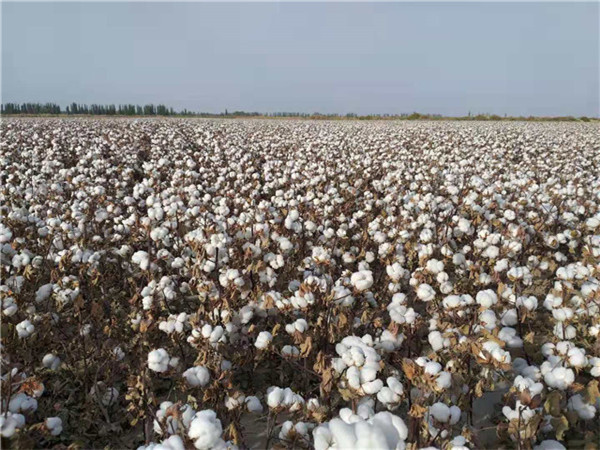 高產(chǎn)棉花種子種植|新疆高產(chǎn)棉花種子|守信種業(yè)|機(jī)采棉