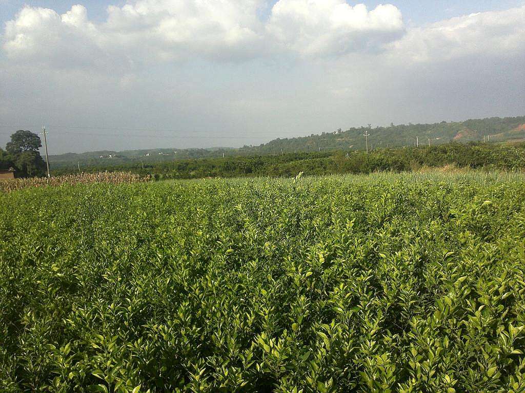 廣西香橙苗，香橙苗批發(fā)價格，香橙苗沃柑苗量大從優(yōu) *臍橙苗