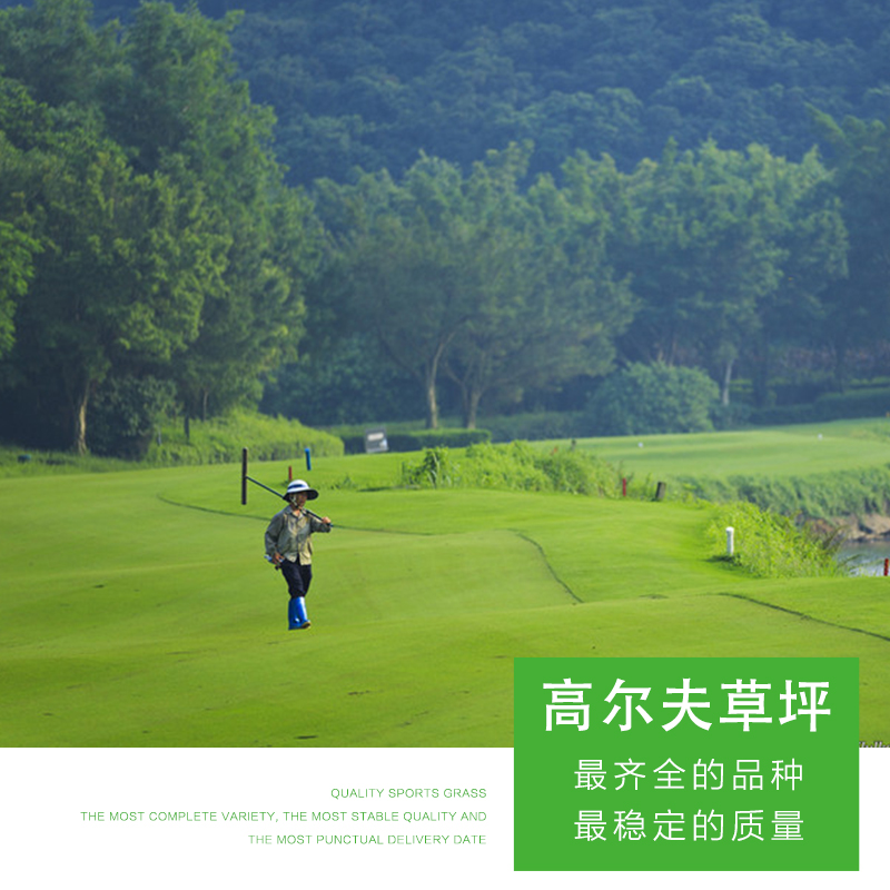 高爾夫草坪 優(yōu)質(zhì)高爾夫草坪 仿真草坪 綠化草坪 高爾夫草坪價格 人工草坪 綠茵草場 品質(zhì)保障