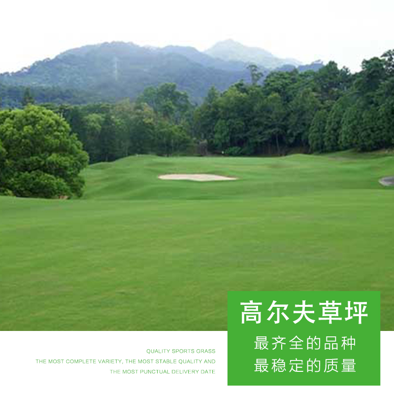 高爾夫草坪 優(yōu)質(zhì)高爾夫草坪 仿真草坪 綠化草坪 高爾夫草坪價格 人工草坪 綠茵草場 品質(zhì)保障