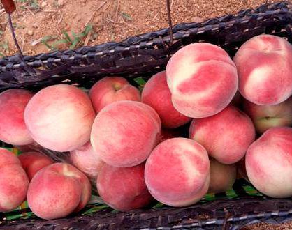 93春麗桃樹苗早油蟠桃苗  93春麗桃樹苗  春麗（93）