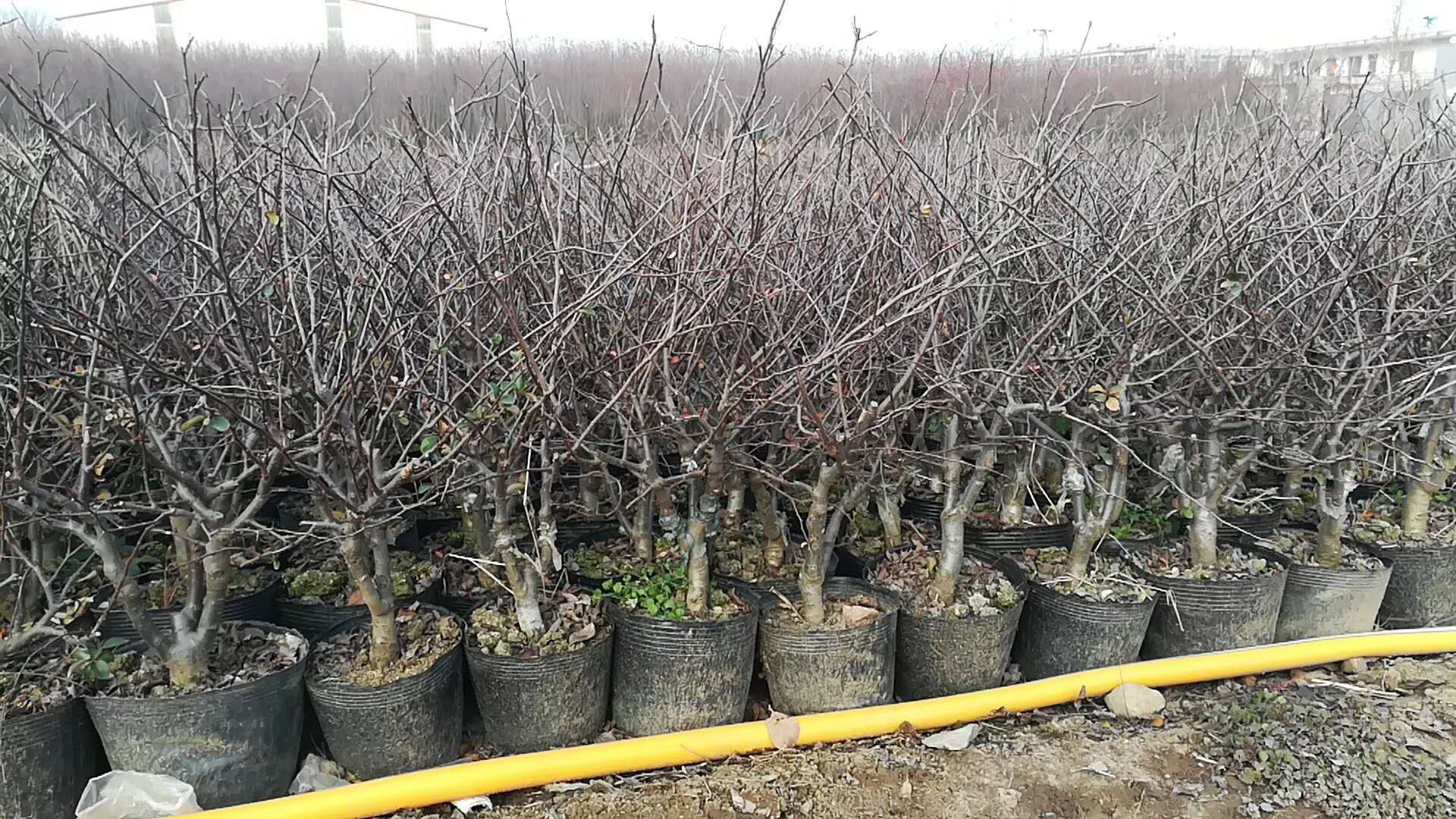 長壽冠盆栽 臨沂長壽冠盆栽種植批發(fā)報(bào)價(jià)