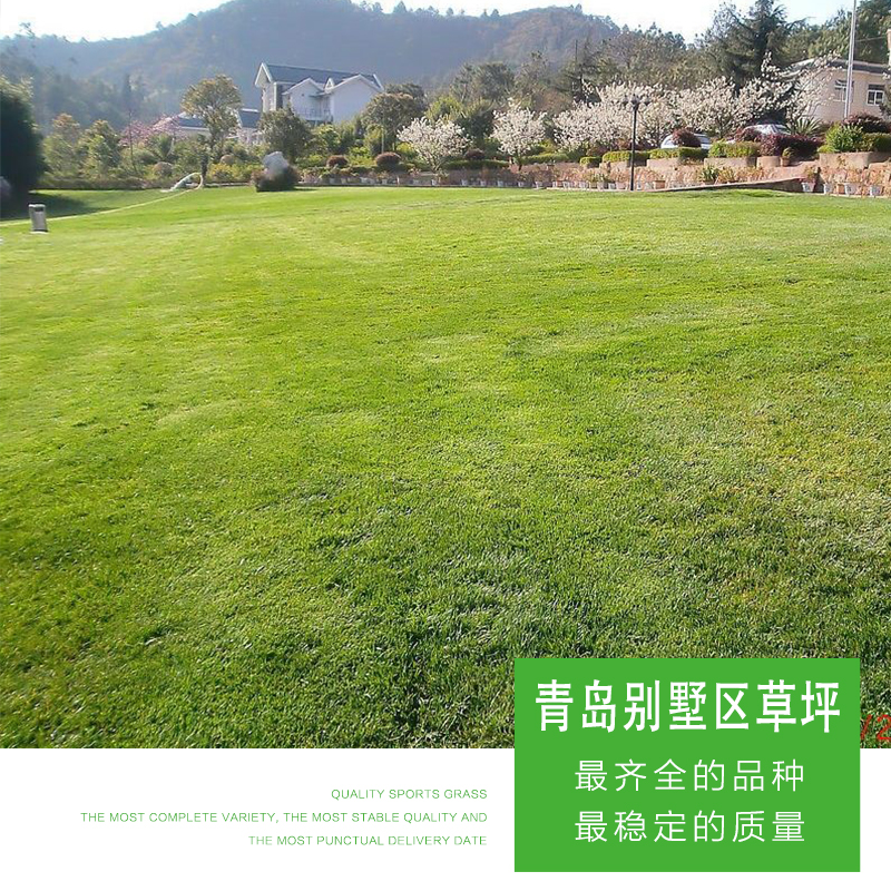 青島別墅區(qū)草坪 優(yōu)質(zhì)青島別墅區(qū)草坪 人造草坪 仿真草坪 別墅區(qū)草坪價(jià)格 廠家直銷 品質(zhì)保障