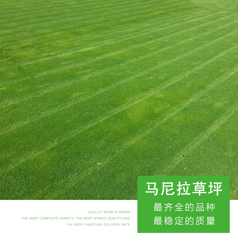 山東馬尼拉草坪，馬尼拉草坪報價，果嶺草綠化草皮批發(fā)，優(yōu)質(zhì)草坪