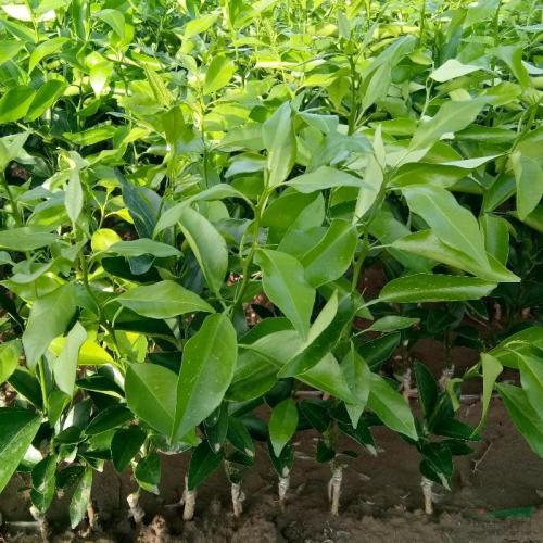 廣西香橙苗，香橙苗批發(fā)價格，香橙苗沃柑苗量大從優(yōu) *臍橙苗