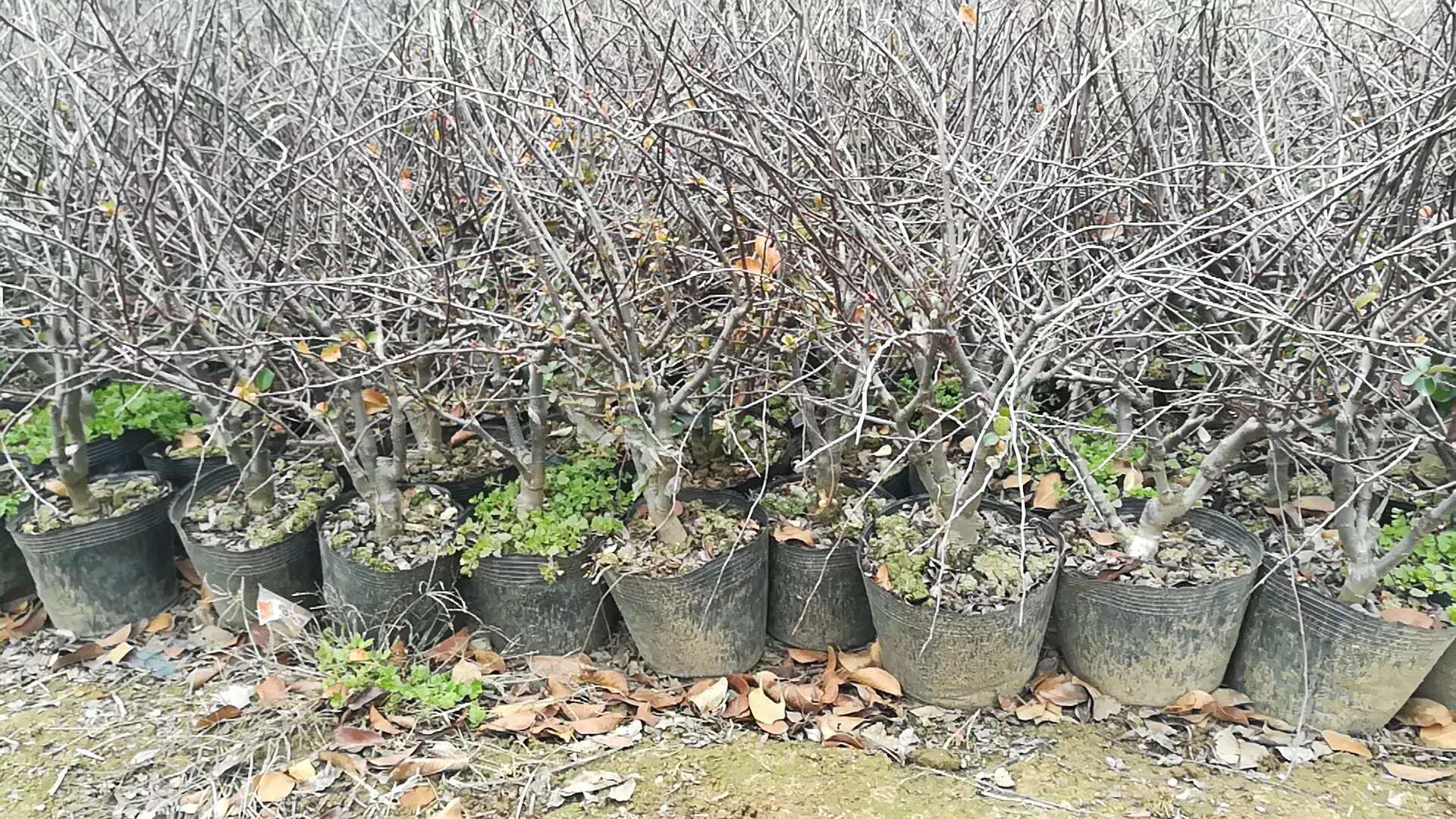 長壽冠盆栽 臨沂長壽冠盆栽種植批發(fā)報(bào)價(jià)