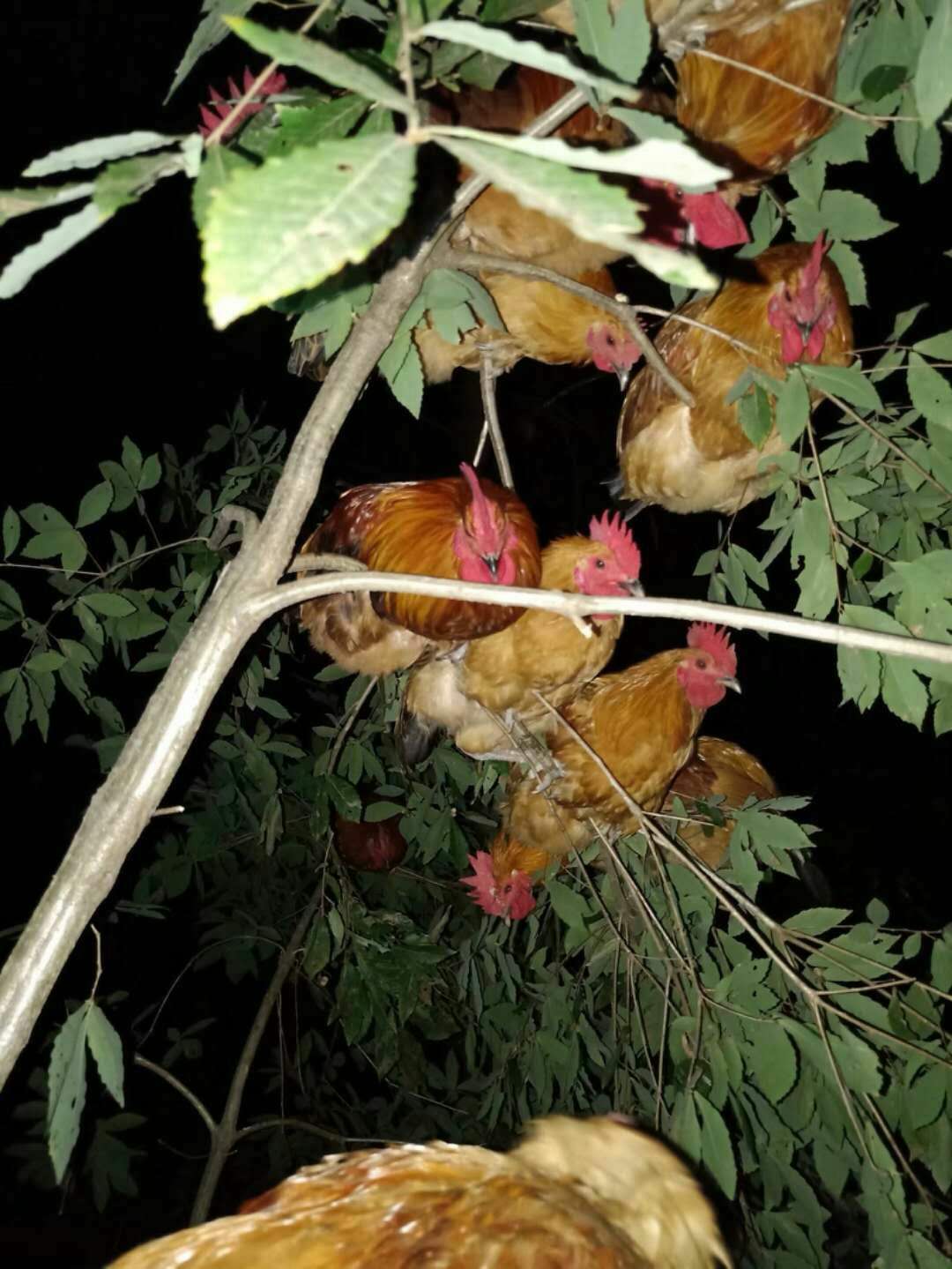 純土雞 宜昌純土雞  宜昌哪里純土雞供應(yīng) 純土雞供應(yīng)各大餐館  宜昌純土雞批發(fā)商